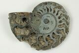 3" Cut & Polished, Pyritized Ammonite Fossil - Russia - #198338-2